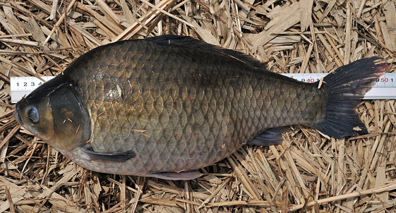 50cm超えの巨ベラ釣り へらぶな 釣り ガイド